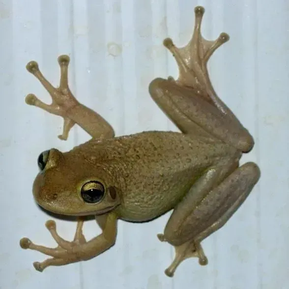 thumbnail for publication: Managing Conflicts with Wildlife: Living with Frogs